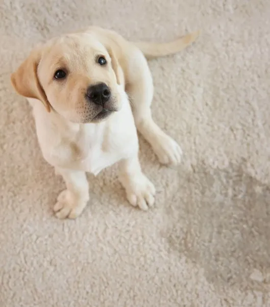 Pet Stain and Odor Removal process